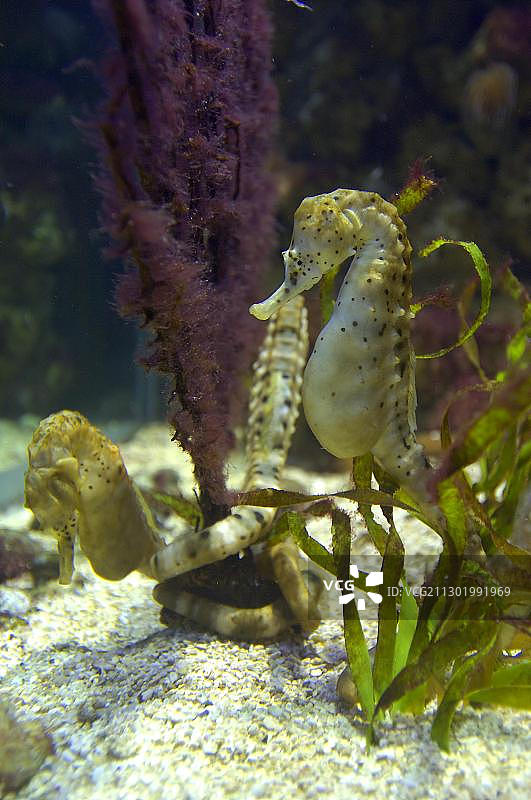 新西兰海马图片素材
