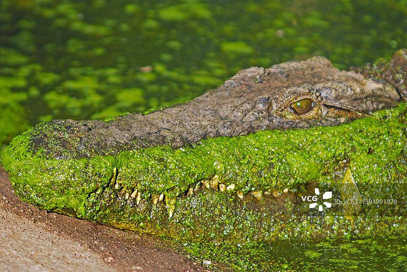 农场中的鳄鱼（鳄目），鳄鱼公园，南非，非洲图片素材