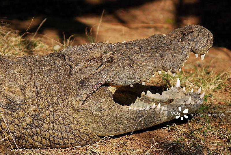 农场中的鳄鱼（鳄目），鳄鱼公园，南非，非洲图片素材