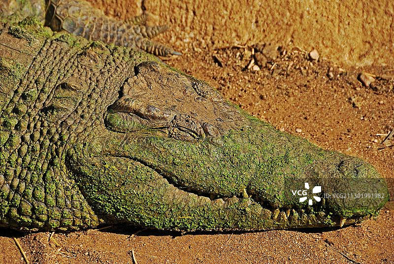 农场中的鳄鱼（鳄目），鳄鱼公园，南非，非洲图片素材
