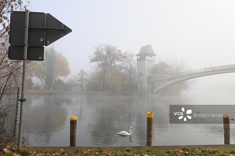 德国柏林青年岛前的天鹅图片素材