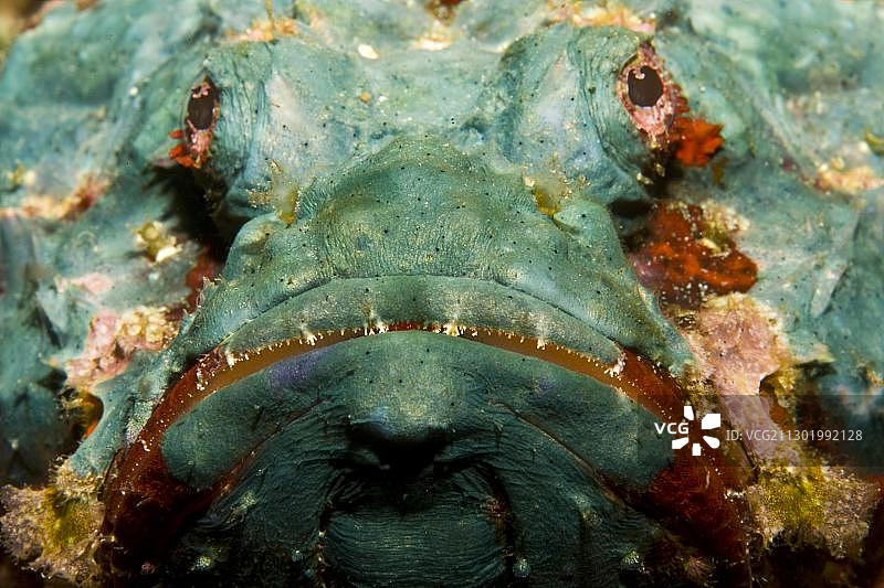 绿胡子蝎子鱼，印度尼西亚图片素材