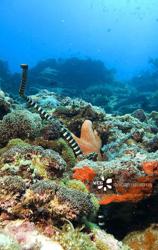 带状海蛇，菲律宾图片素材
