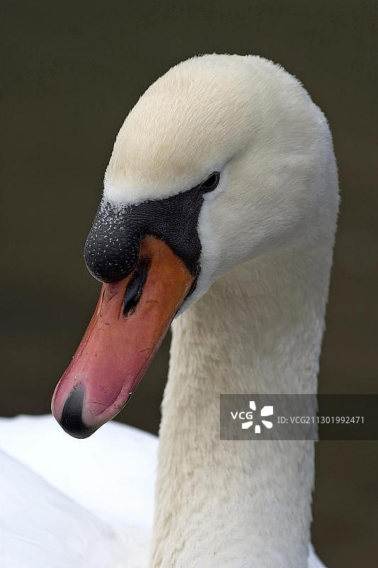 疣鼻天鹅(Cygnus olor)肖像，德国石勒苏益格-荷尔斯泰因费马恩岛，欧洲图片素材