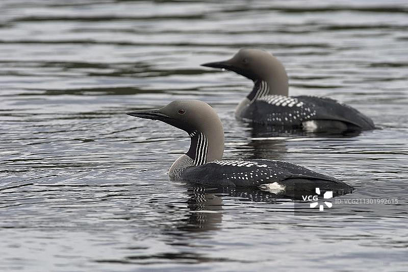 两只黑喉潜鸟（Gavia arctica）并排游泳，瑞典哈姆拉国家公园，欧洲图片素材