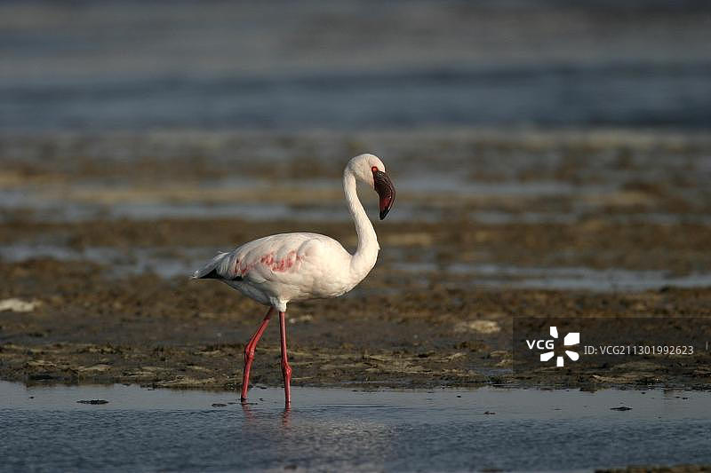 大红鹳，纳米比亚鲸湾，非洲图片素材