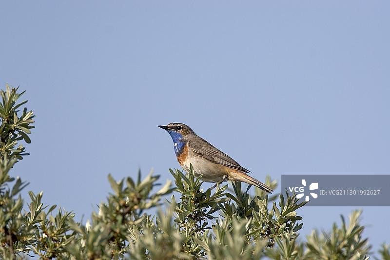 蓝喉歌鸲图片素材