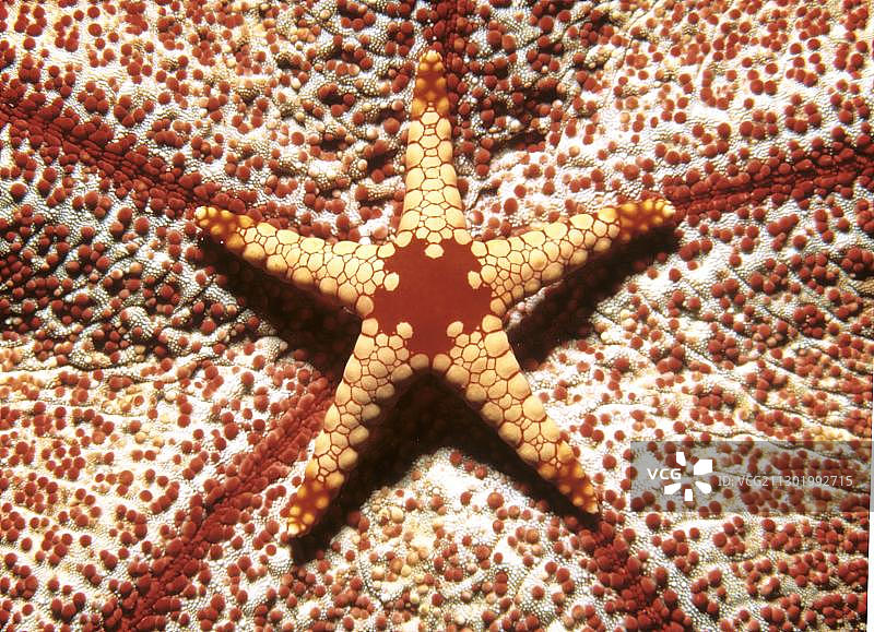 印度洋橙色大理石海星伪装珊瑚中图片素材