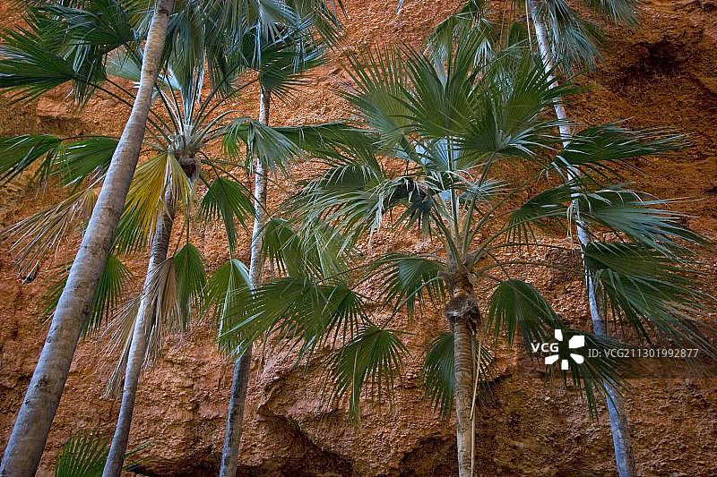 澳大利亚西澳大利亚州邦格尔邦格尔红色悬崖旁的棕榈树图片素材