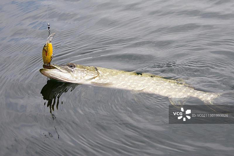 需要放生的带钩狗鱼，德国图片素材