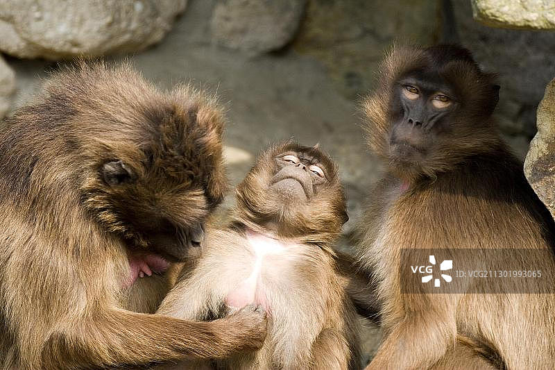 在德国北莱茵-威斯特法伦州莱茵动物园相互梳理毛发的狮尾狒图片素材