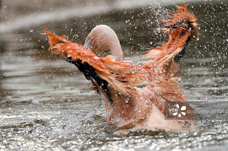 德国北莱茵-威斯特法伦州莱茵动物园中的智利火烈鸟图片素材