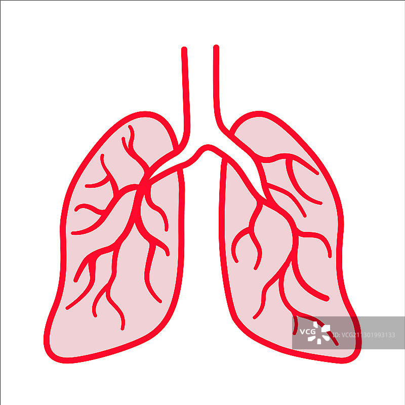 粉红色和红色的人体肺部图片素材