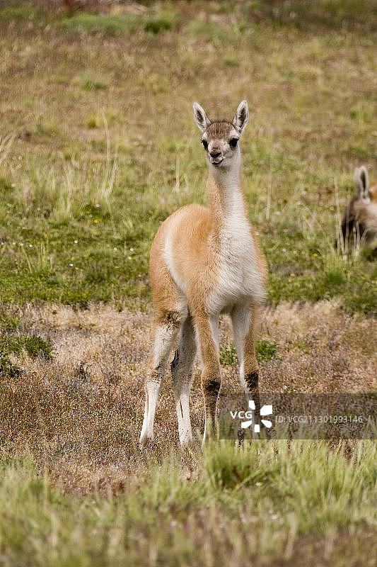 智利巴塔哥尼亚百内国家公园的原驼（Lama guanicoe）图片素材