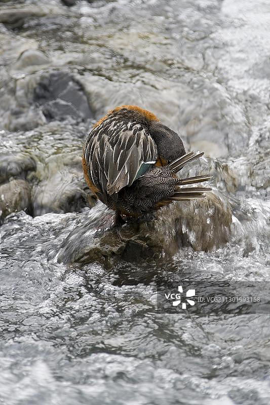 智利巴塔哥尼亚百内国家公园激流鸭图片素材