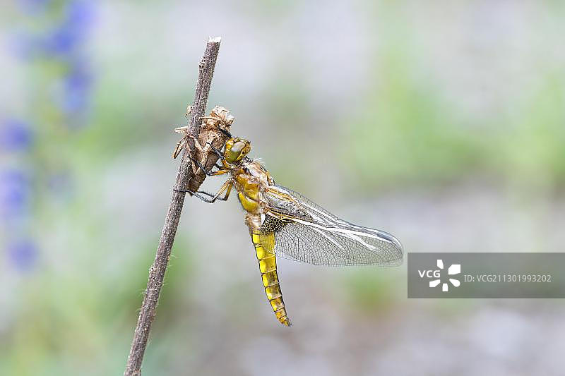 新孵化的宽腹灰蜻，德国北莱茵-威斯特法伦州亚琛附近斯托尔贝格图片素材