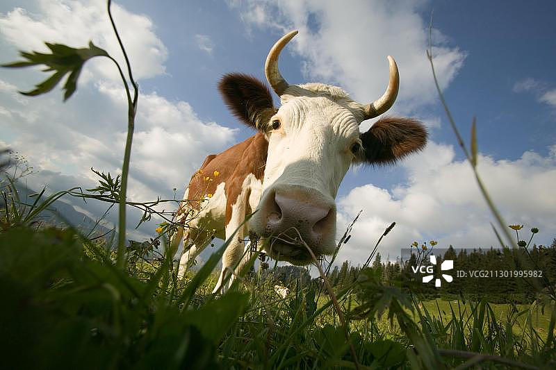 山地牧场上的奶牛图片素材