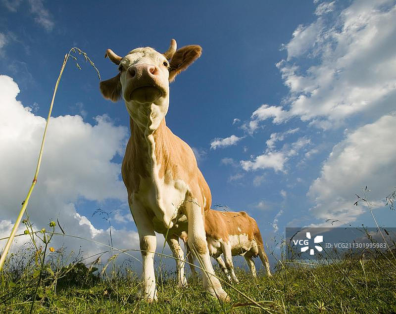 奶牛图片素材