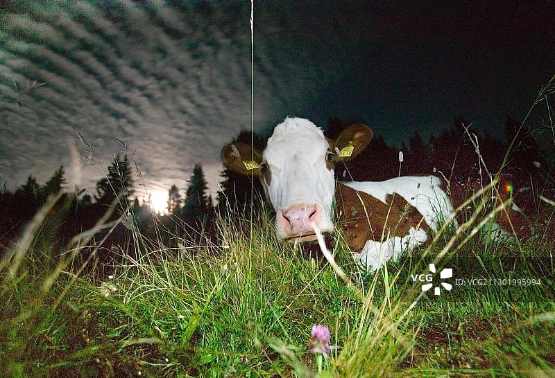 山地牧场上的奶牛图片素材