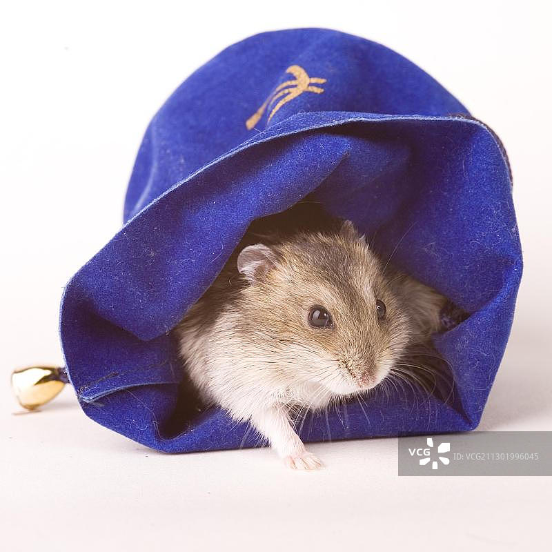 手提包里的仓鼠图片素材