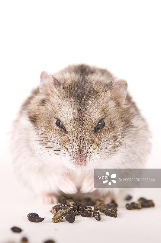 有食物的仓鼠图片素材