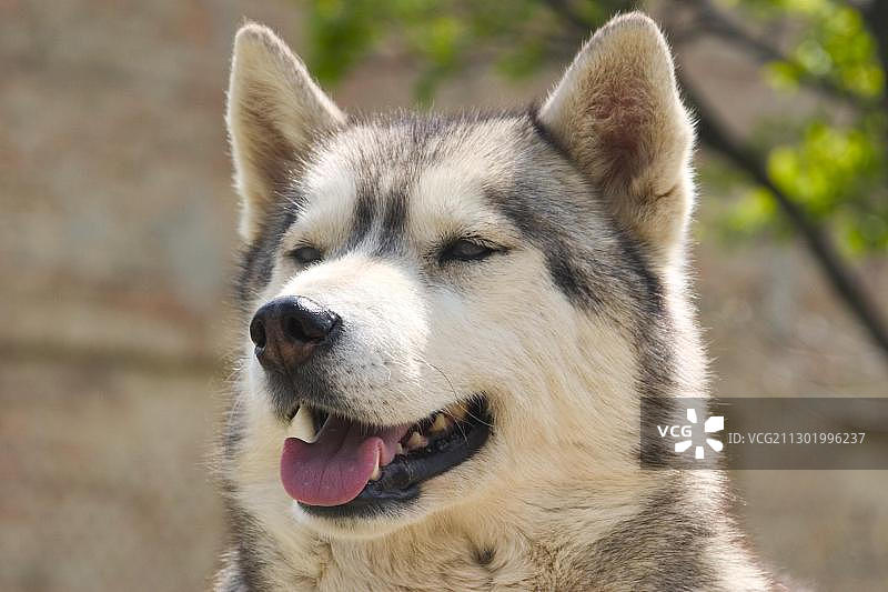 沙哑的图片素材