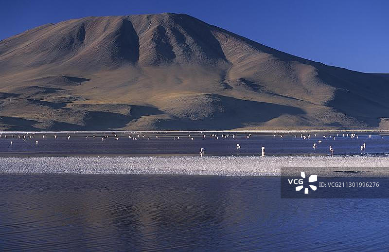 爱德华多·阿瓦罗阿国家公园的火烈鸟，玻利维亚图片素材