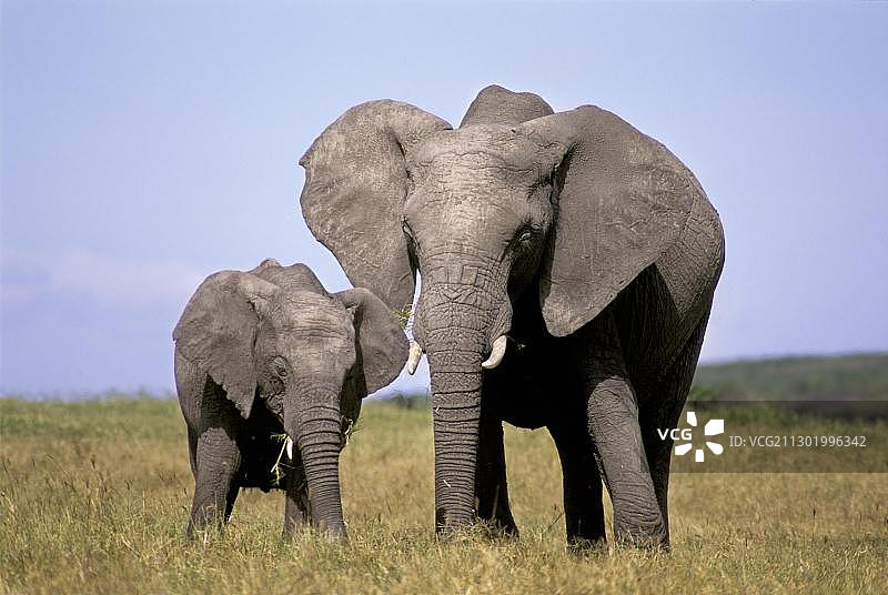 非洲肯尼亚马赛马拉的象妈妈和小象图片素材