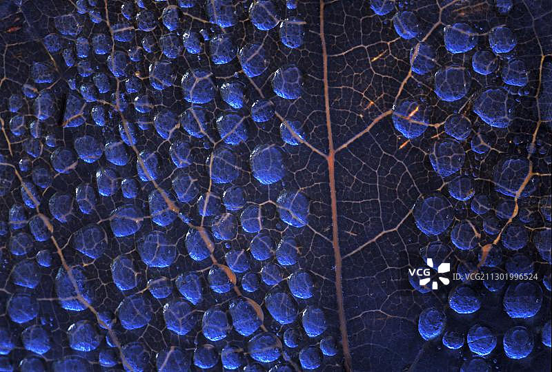 胡桃树叶上的晨露倒映着蓝天图片素材