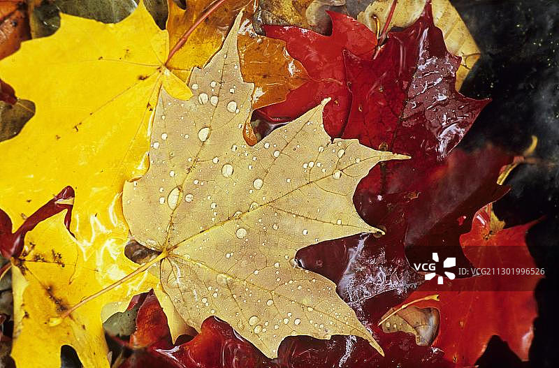 加拿大阿尔冈金国家公园，秋季枫叶上的雨滴图片素材