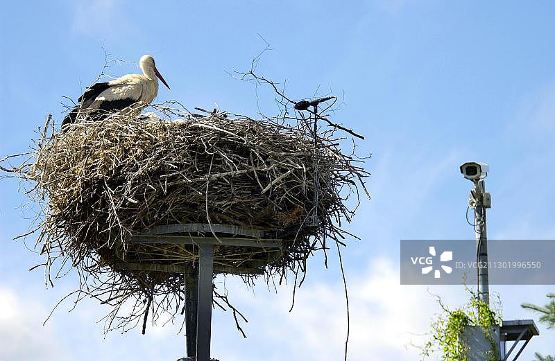 使用相机和麦克风完整监控菲特肖的白鹳中心图片素材