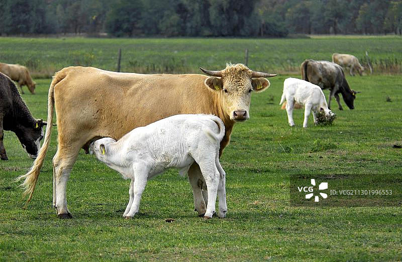 在牧场上吮吸母牛的小牛图片素材