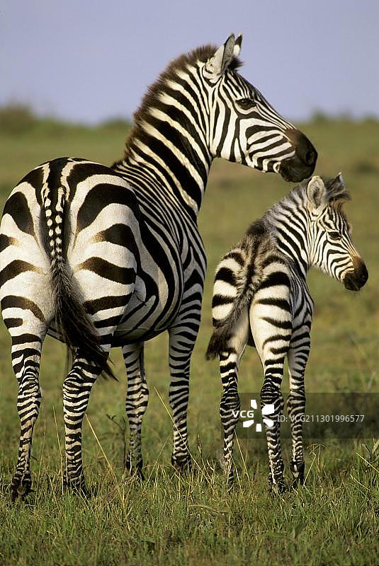非洲肯尼亚马赛马拉国家保护区内的草原斑马与幼崽图片素材