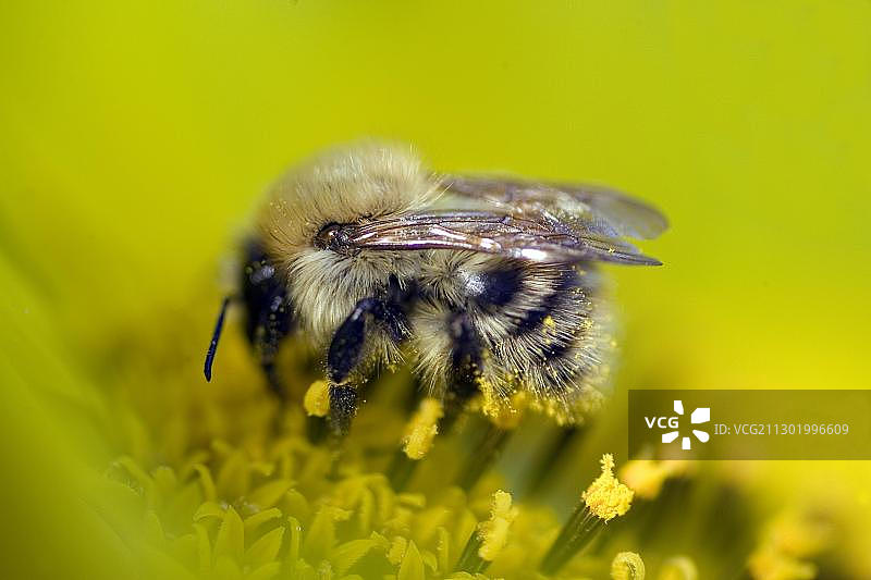 大黄蜂采集花蜜图片素材