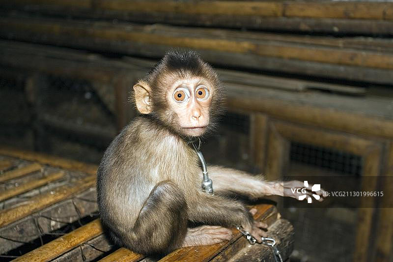 待售的幼猴图片素材
