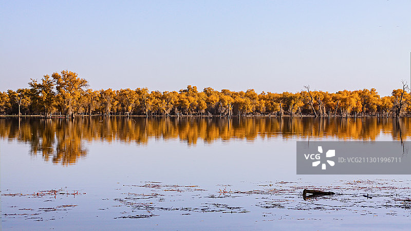 秋色胡杨林图片素材