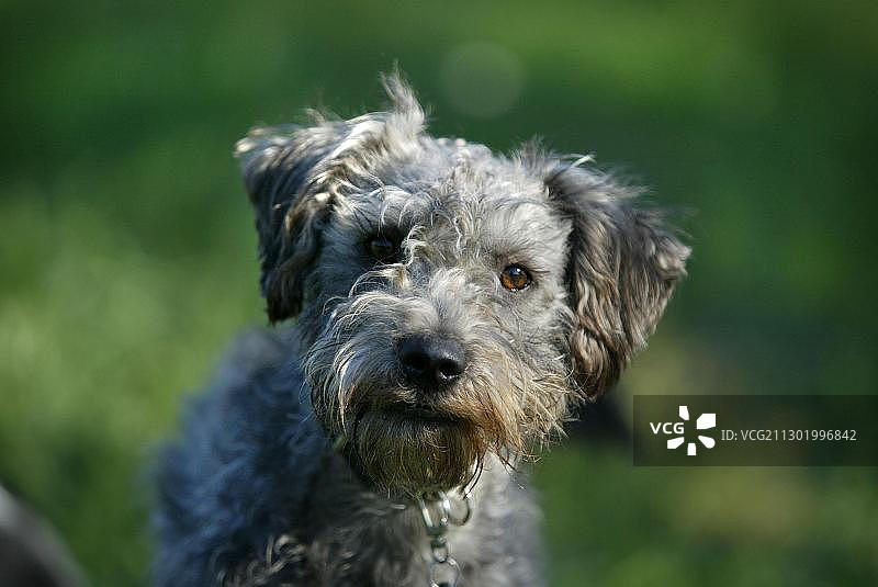 看着镜头的混种犬图片素材