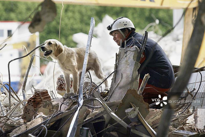 废墟中逼真的搜救犬训练图片素材