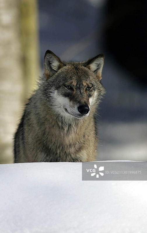 国家公园里的狼图片素材