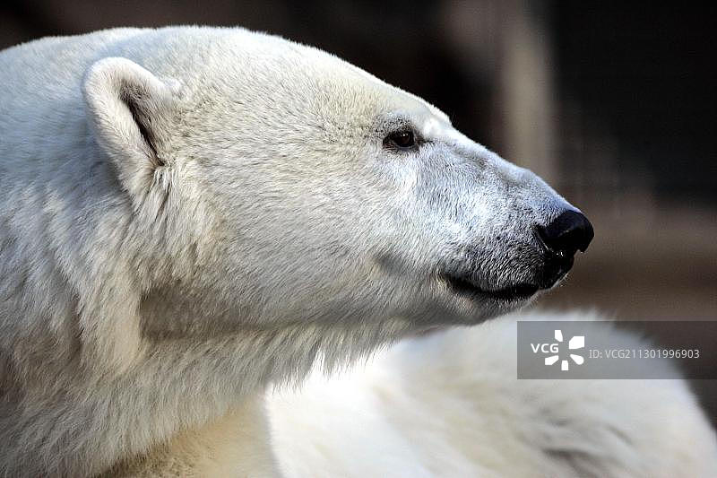 德国斯图加特威廉玛动物园的北极熊肖像图片素材