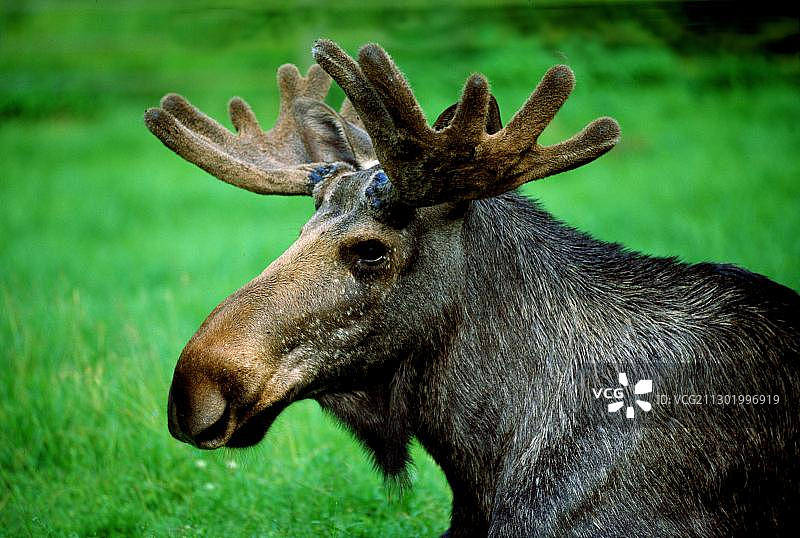 小驼鹿坐着图片素材