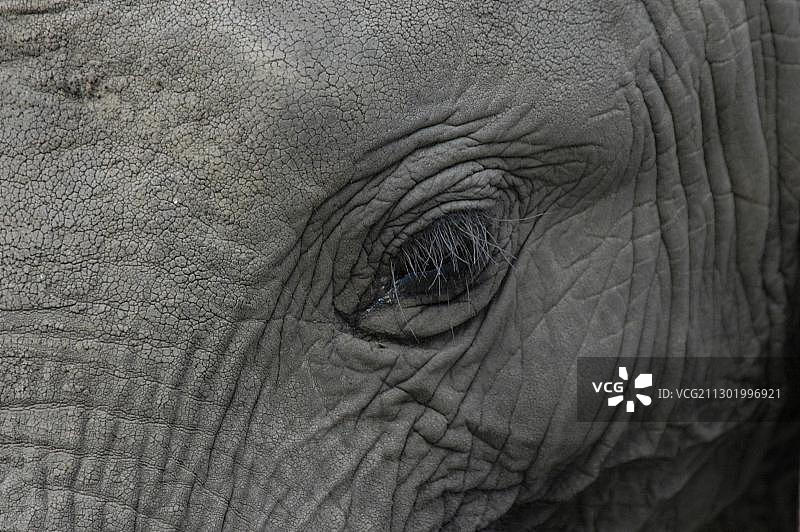 非洲象的眼睛图片素材