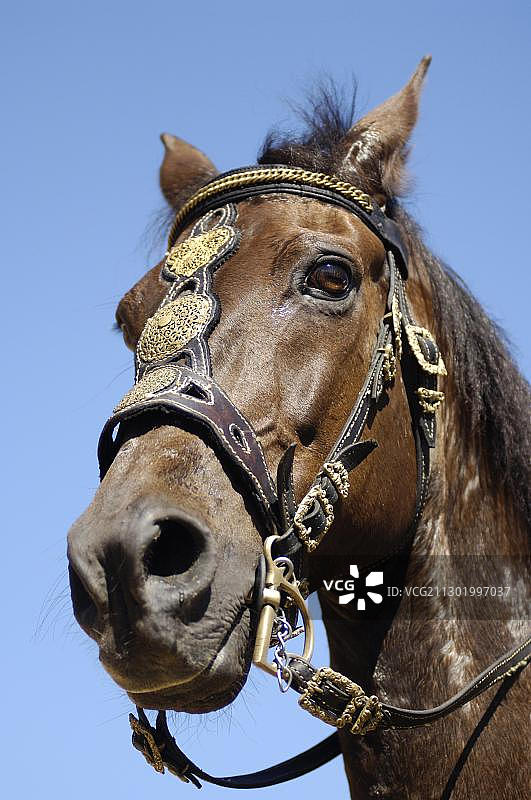 棕色骏马骑士节画像图片素材