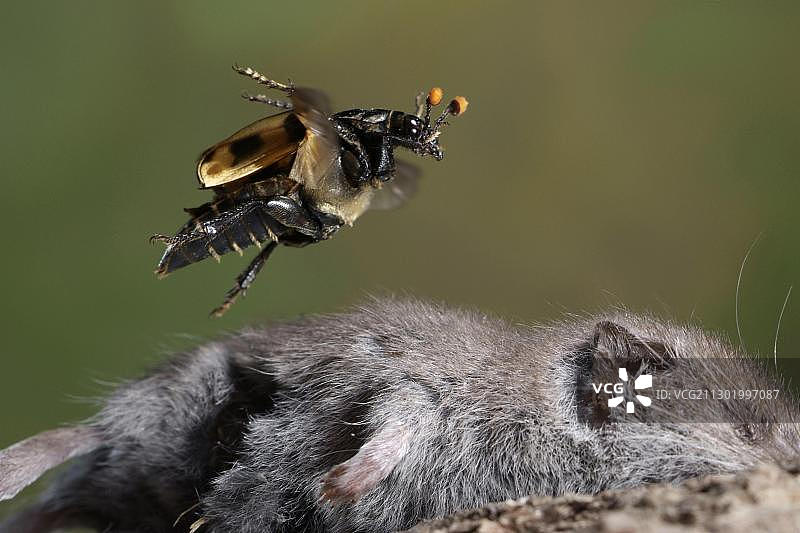 埋葬甲虫（Necrophorus vespillo）图片素材
