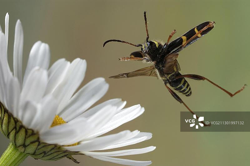虎天牛图片素材