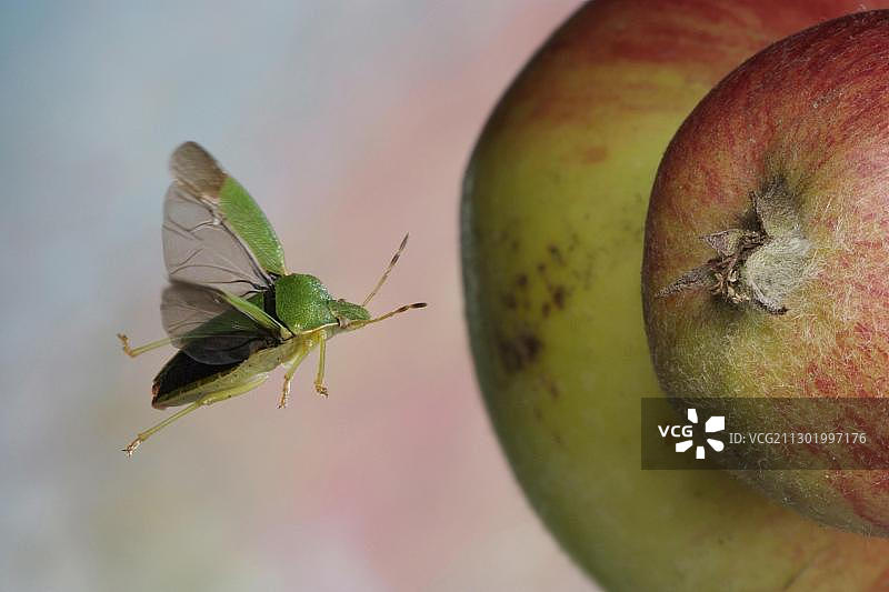 绿盾蝽图片素材