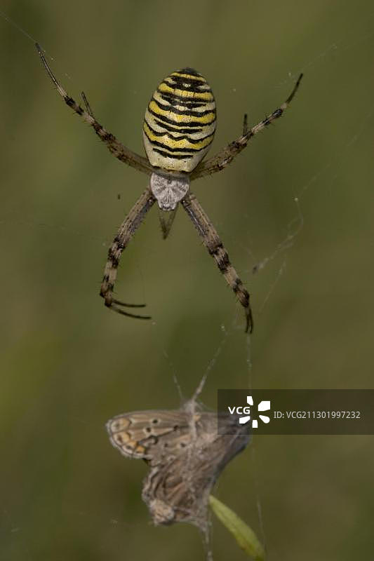 条纹姬鬼蛛图片素材
