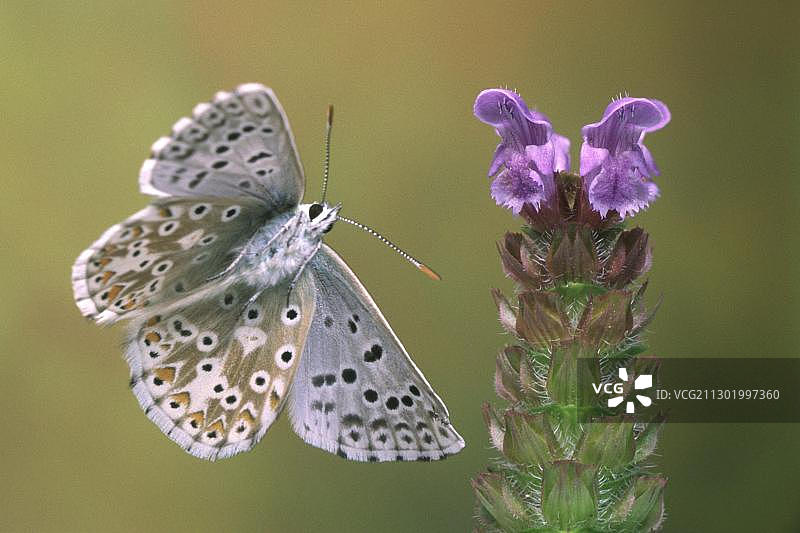贝灰蝶图片素材