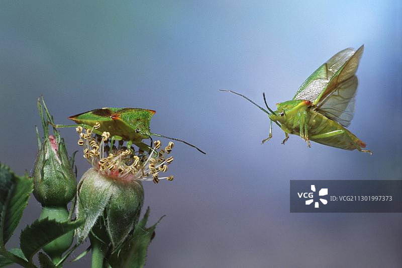 山楂盾虫图片素材