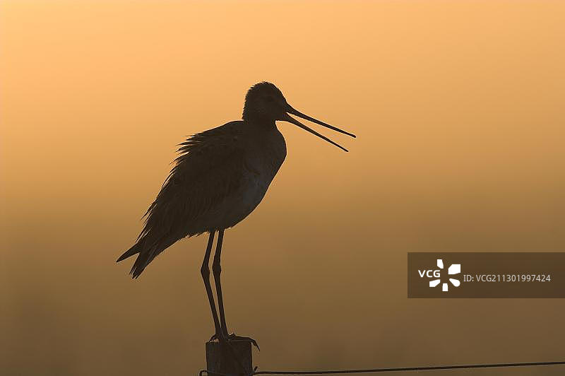 黑尾塍鹬图片素材